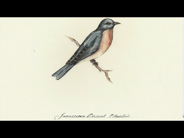 Watch Jamestown Revival - Bluebird (Audio) on YouTube Watch Jamestown Revival - Bluebird (Audio) on YouTube