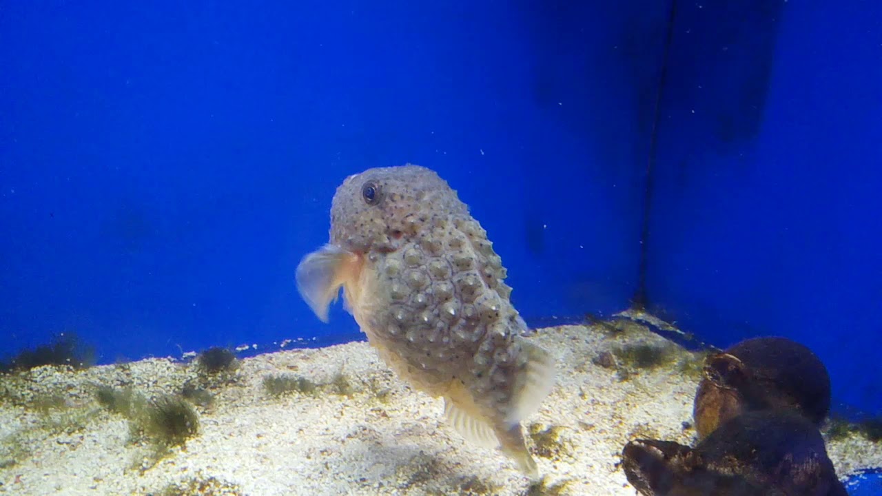 ごはんを食べられるようで食べられないコンペイトウ 越前松島水族館 Youtube