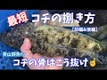 【コチの捌き方】【コチの骨抜き】最短&時短!マゴチの捌き方☝️