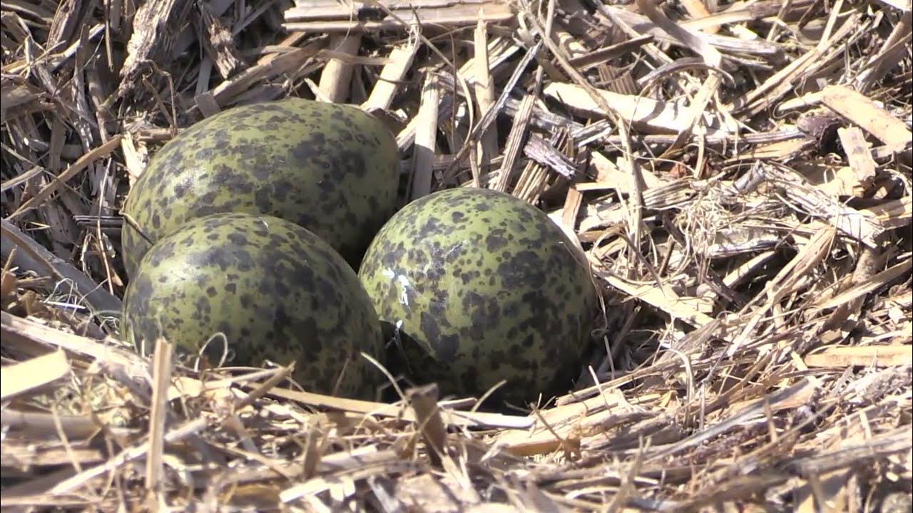 Plovers Nesting. Why Plovers swoop. Spurwinged Plover nest. YouTube