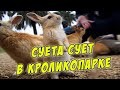 СУЕТА СУЕТ В КРОЛИКОПАРКЕ