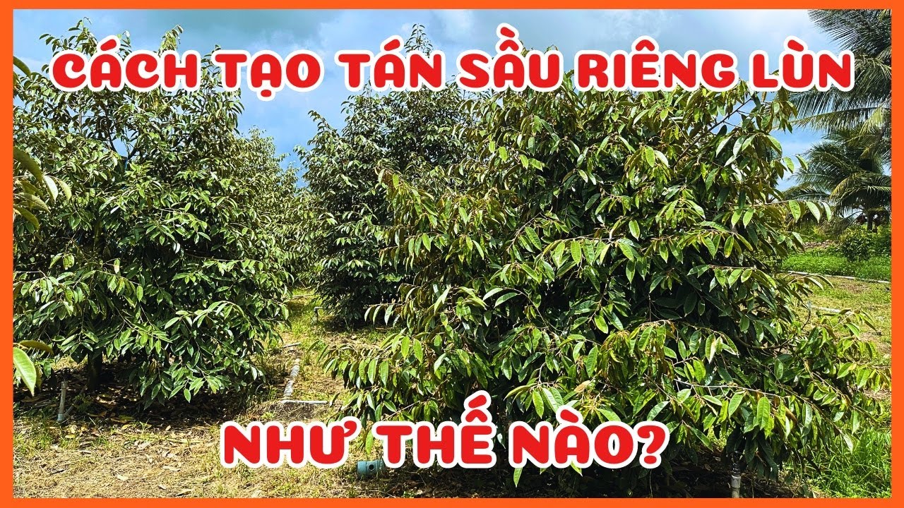 |SẦU RIÊNG TÁN LÙN| Khi nào thì nên bấm ngọn, tỉa cành để làm sầu riêng lùn?