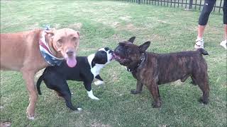 Boston Terrier gets a play date with her boyfriend nextdoor