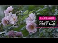 【オススメのトゲ無しバラ】トゲ・樹形・耐病性について