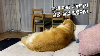 제대로 삐친 리트리버ㅋㅋ와~리트리버가 이정도까지 삐진다고??ㅋㅋ