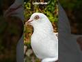 high flying pigeon #pigeon #birds #viral #trending#fancy kabotar #fancy pigeon#kabutar#fancypigeon