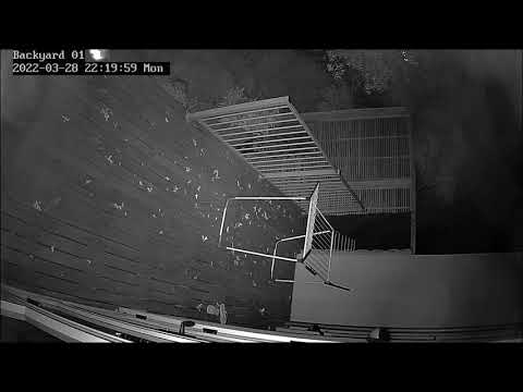 Moths captured with Night Vision CCTV Camera | 29/03/2022
