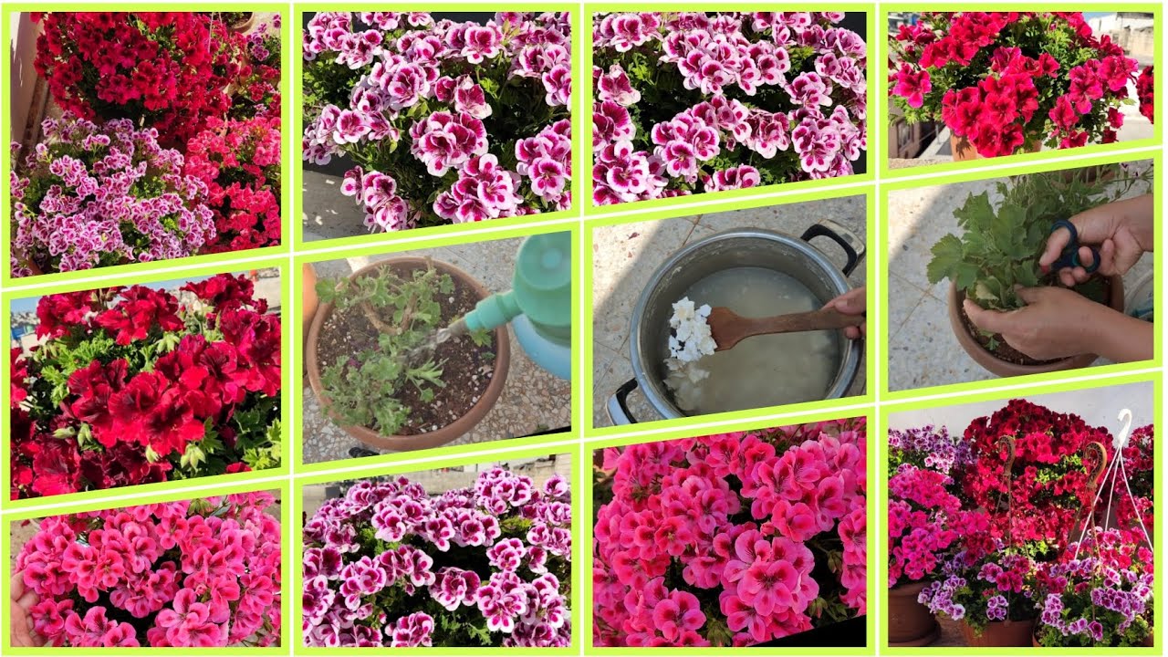 📣CEYLAN GÖZLERİNE MUTLAKA BUNLARI YAPIN CEYLAN GÖZÜ YAZ BAKIMI İLAÇLAMASI GÜPRELEMESİ NASIL YAPILIR