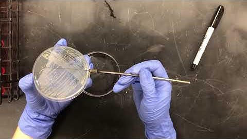 Exercise 7 - Fermentation of Carbohydrates