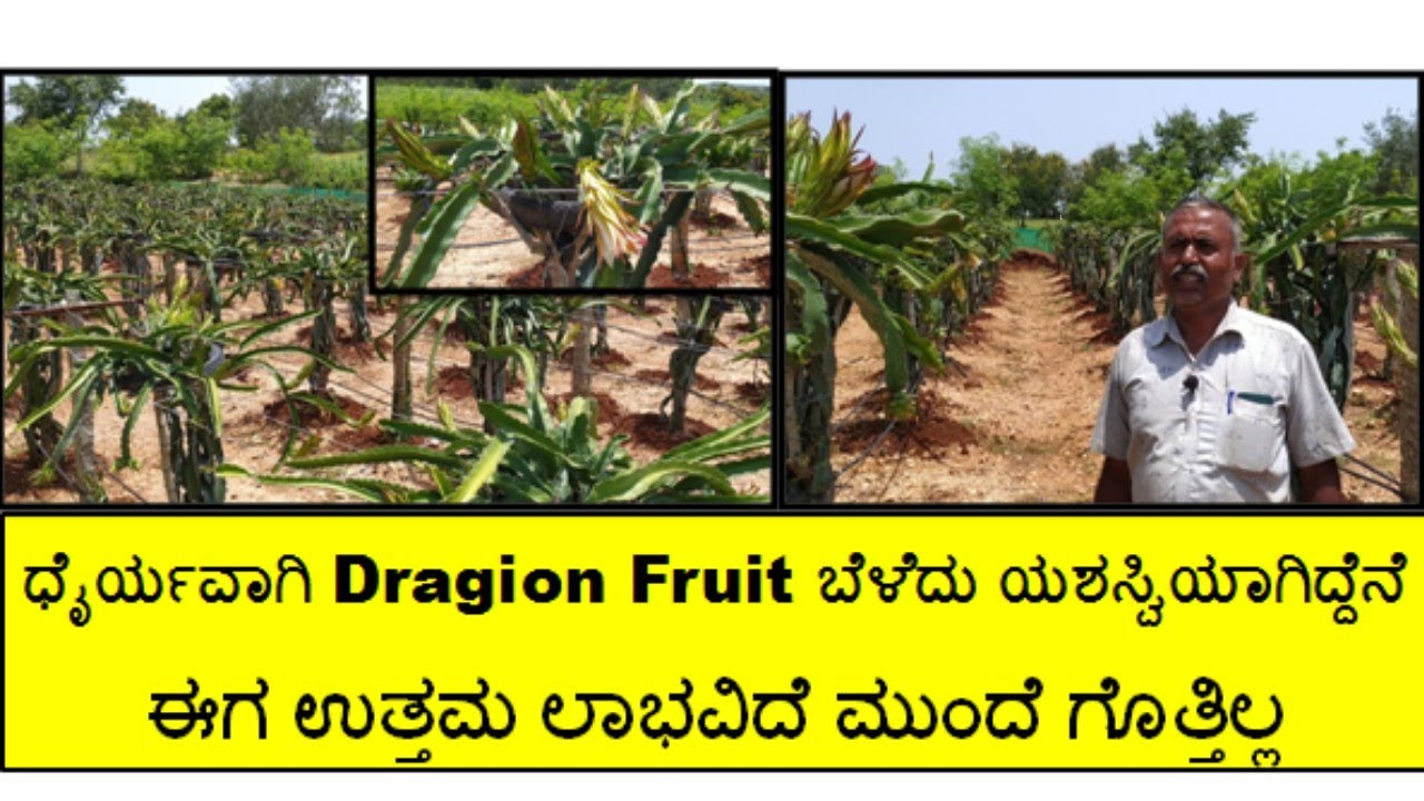ಎಲ್ಲಾ ಬೆಳೆಗಿಂತ DRAGON FRUIT ಬೆಳೆ ಉತ್ತಮ ಏಕೆಂದರೆ 30 ವರ್ಷ ಇರುತ್ತೆ ಜೊತೆಗೆ ಒಳ್ಳೆಯ ಆದಾಯ ತಂದುಕೊಡುತ್ತಿದೆ