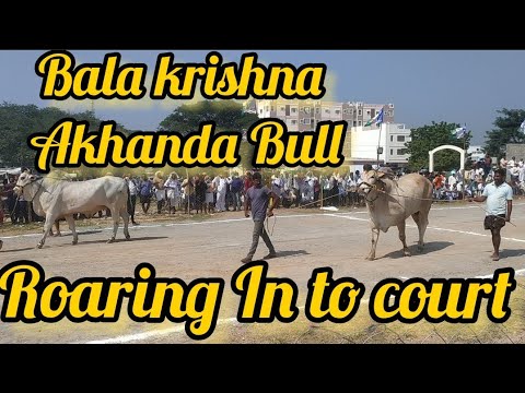 Bala Krishna Akhanda Bull Roaring In Court Karampudi Bull Race 🔥🔥🔥