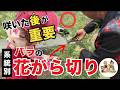 【バラの花がら切り入門編】系統ごとのポイントを専門家が解説【京成バラ園】