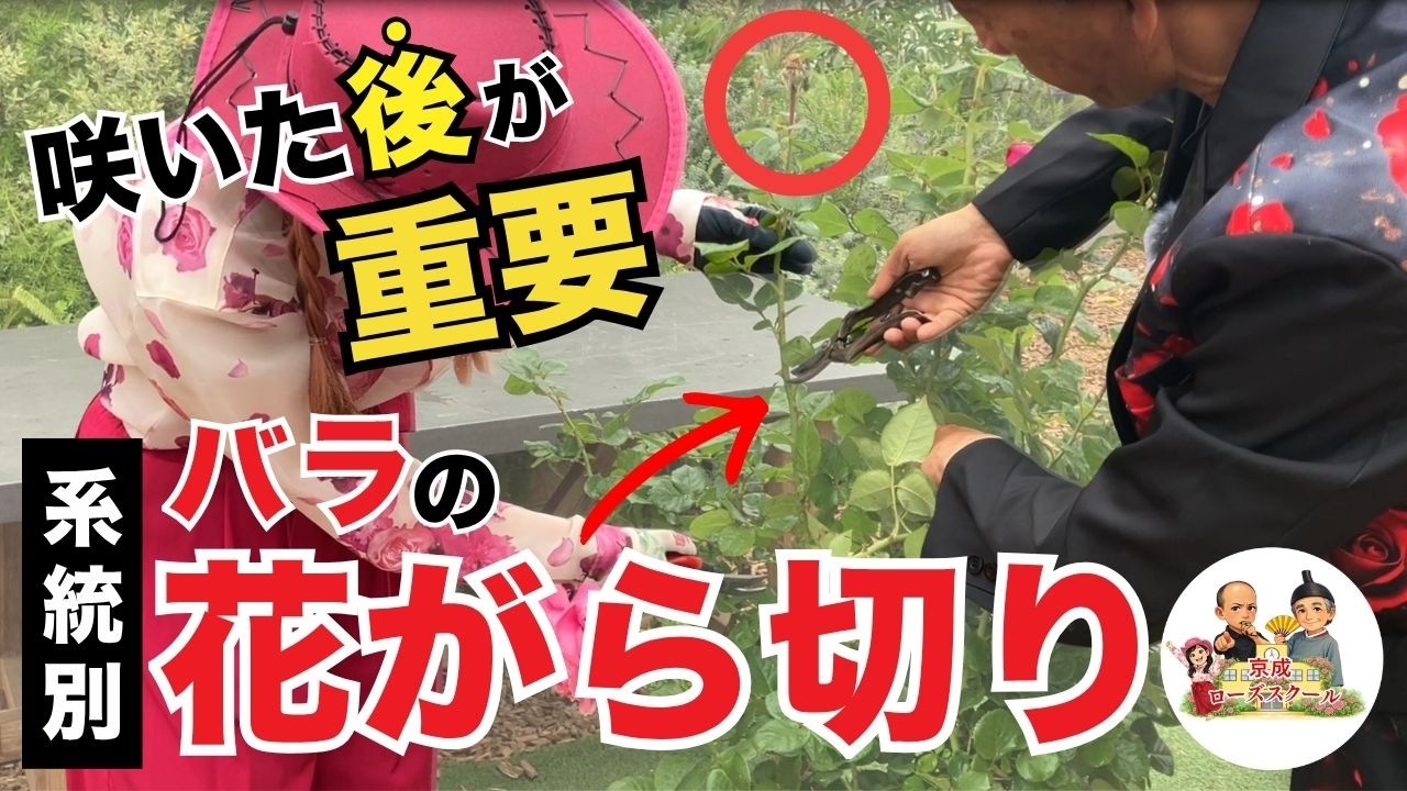 【バラの花がら切り入門編】系統ごとのポイントを専門家が解説【京成バラ園】
