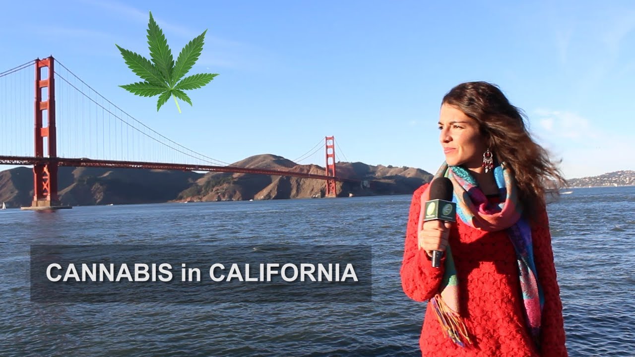 Avance Clara Sativa en CALIFORNIA. LEGALIZATION in CALIFORNIA. LEGAL CANNABIS made in USA!