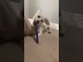 自分で歯磨きするイヌ