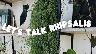 my entire rhipsalis collection + rhipsalis Q&A, propagation and wishlist!