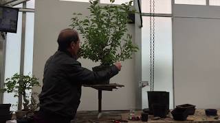 Creating Your Own Bonsai Tree | The Easy Guide By Peter Chan