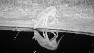Jackal returned to the pan to drink and found a spot to groom and rest 19/8/26