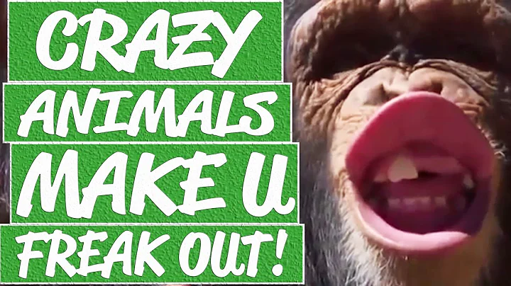 Hilarious animal videos - Cats hate water, dogs in love, dog fights for food, funny cat noises