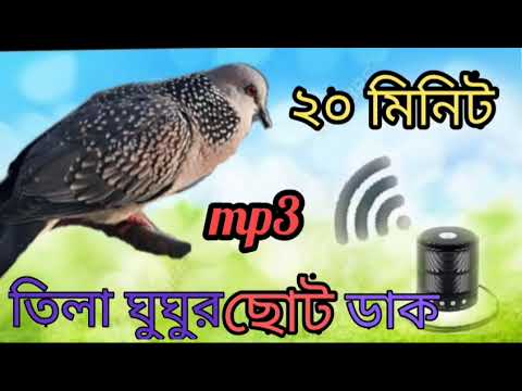 তিলা ঘুঘুর ছোট ডাক ২০ মিনিট /tila gugu pakir dak /#bmmedia1 #birdsounds