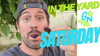 Saturday In The Yard! Mulberries & Mangos!