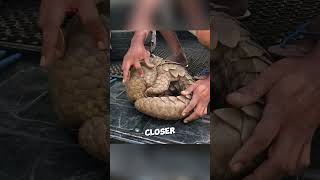 This poor pangolin found her savior ❤️ #shorts