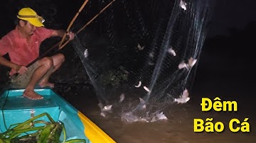 Dùng 2 tay dở vợt cá này. 1 dạo Siêu bão từ đâu năm tới giờ  | Săn bắt SÓC TRĂNG |