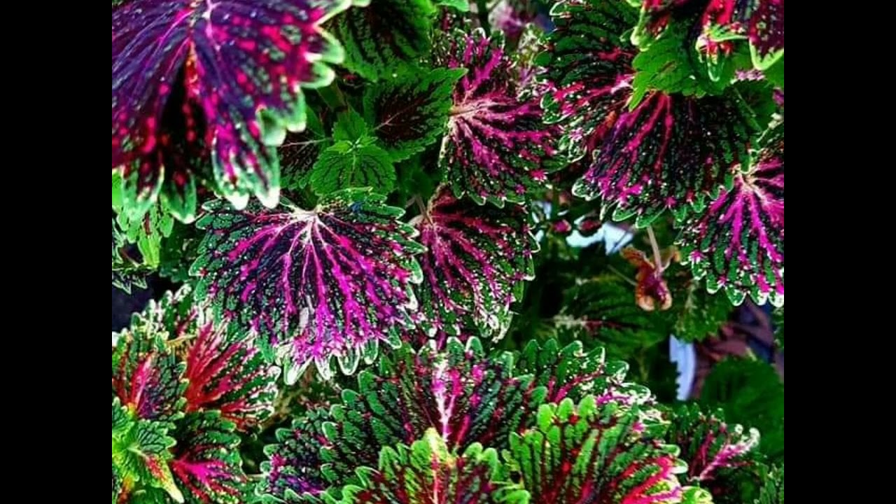 Coleus plants that make a splash of color🍀☘️🍁🍃🌸