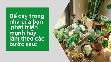Cách chăm sóc cây xanh trong nhà luôn tưới tốt, xanh mướt