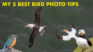 How to Photograph Birds Like a Pro – 5 Simple Tips