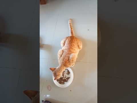 Kabul Makan