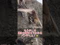 【緊急事態】これ本当に危なかった…😰他の猿に🐒崖から突き落とされ落ちそうに…真っ逆さま…😱間一髪でロープをつかんだパンチくんの九死に一生！#パンチくん #shorts