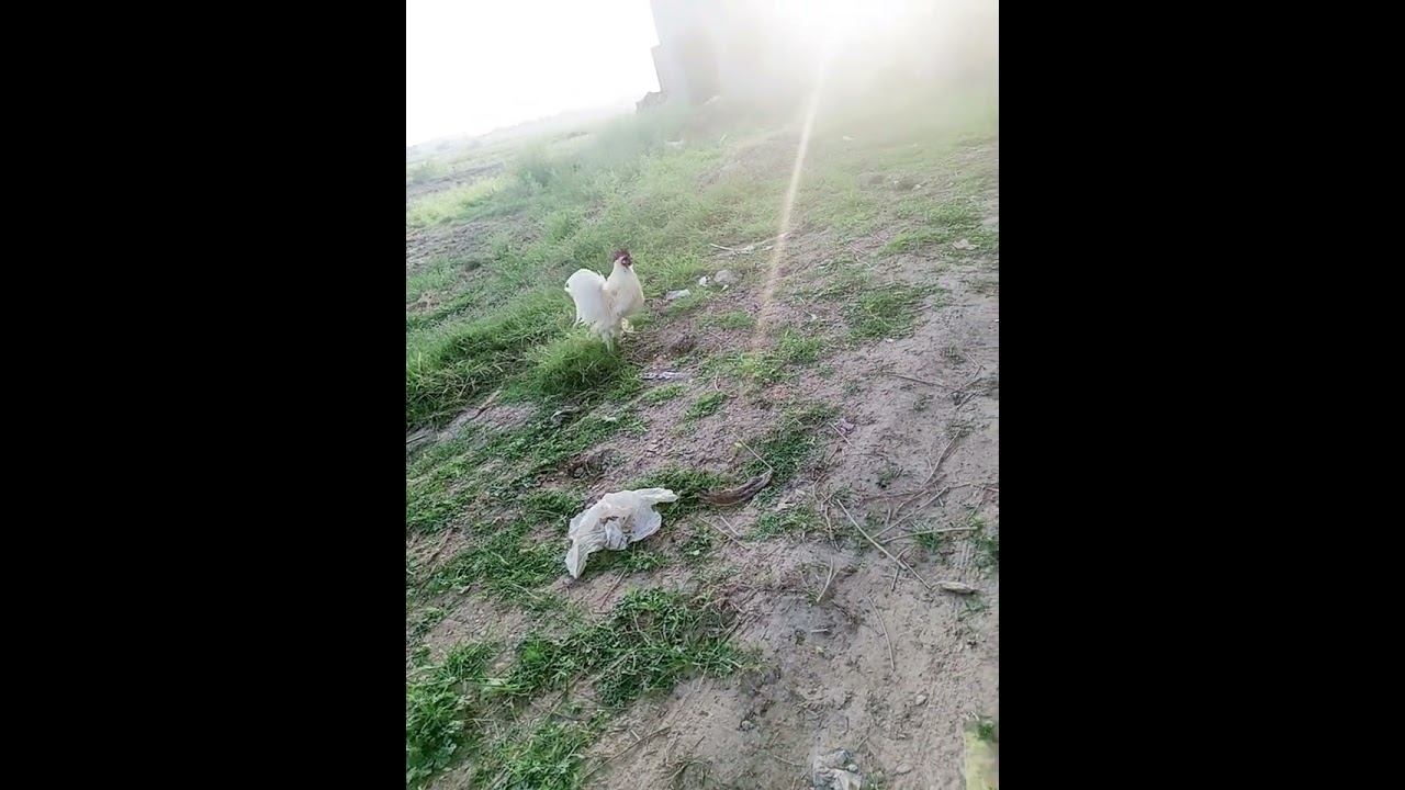 beautiful  cute tiny furry  hen🐔🐔🐔 MashaAllah