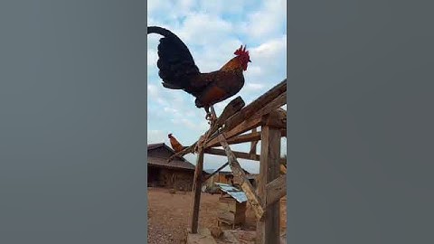 Qaib dib quas zoo 2025