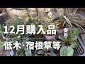 《12月購入苗/カラーリーフ・庭植え用ビオラ等》丈夫な低木~寄せ植え素材/また買っちゃったヌーヴェルヴァーグラピスラズリ