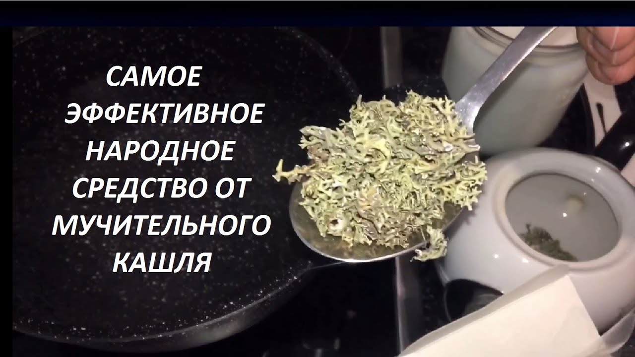 DIY: ПАРМЕЛИЯ. КАК ИЗБАВИТЬСЯ ОТ МУЧИТЕЛЬНОГО КАШЛЯ ЗА 3 ДНЯ? Технология приготовления отвара.