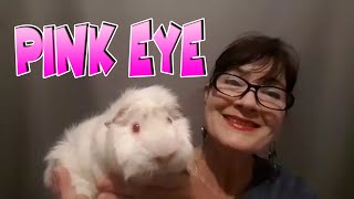 Pink Eye Guinea pigs with Lyn at Cavy Central by Cavy Central Guinea Pig Rescue with Lyn 744 views 1 year ago 5 minutes, 33 seconds