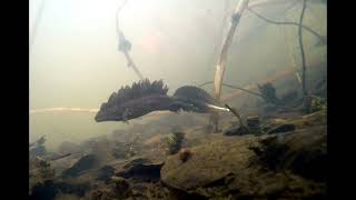 Great Crested Newts April 2025