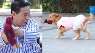 Dog Becomes a Stand in to Accompany the Elderly with Cancer