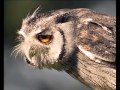 Owls of the Kruger National Park
