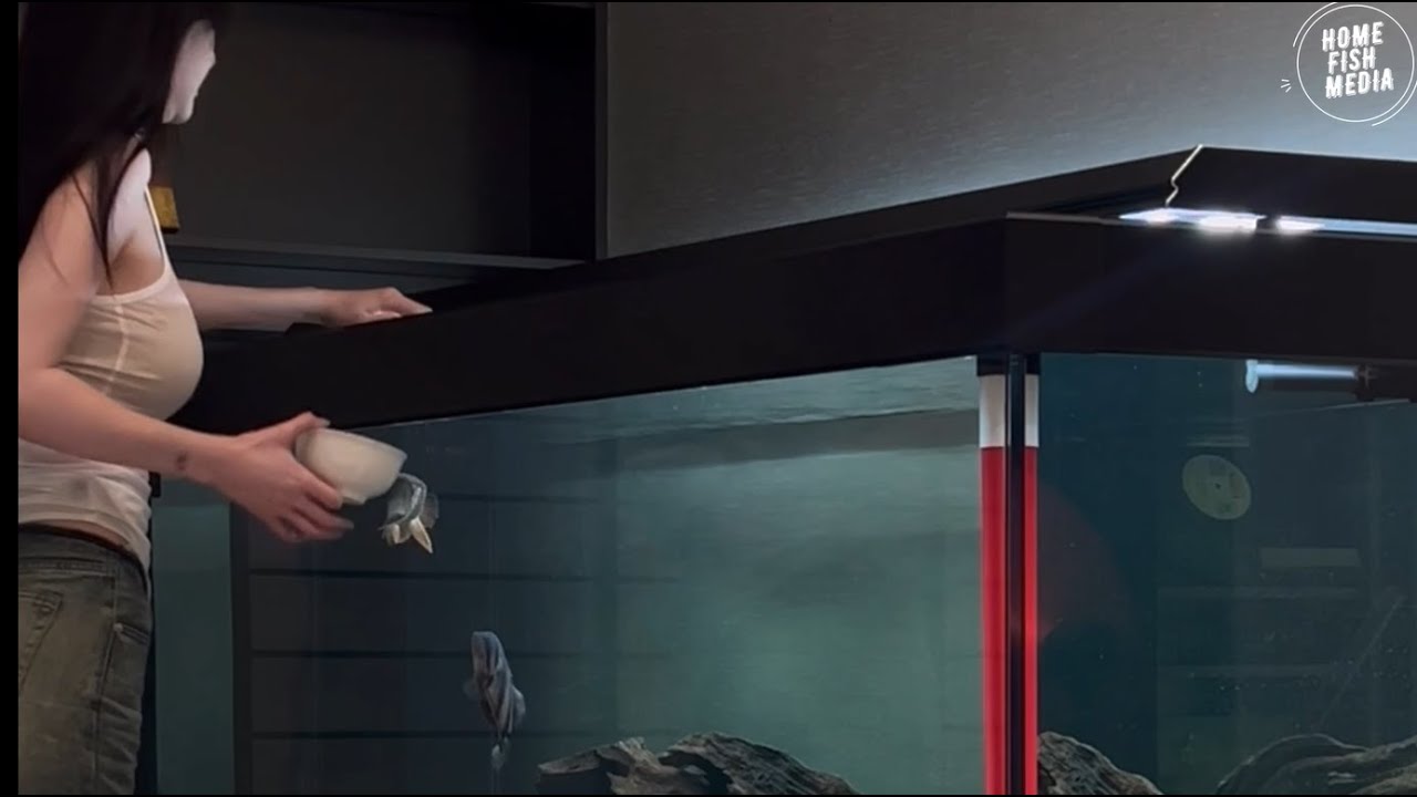 Stunning Underwater World: Explore the Beauty of a Planted Aquarium #95