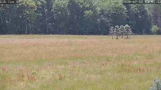PA Elk Camera 1