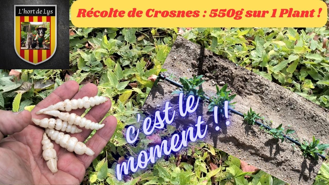 Comment Cultiver les Crosnes : de la Germination à la Récolte