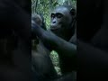 Chimpanzees are truly amazing