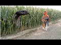 Safdar Jogi caught a dangerous poisonous snake from the maize field|king cobra tv New video nag jogi