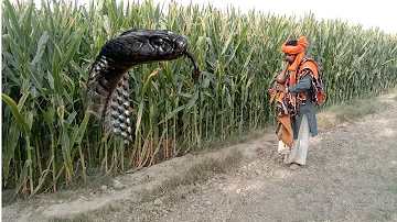 Safdar Jogi caught a dangerous poisonous snake from the maize field|king cobra tv New video nag jogi
