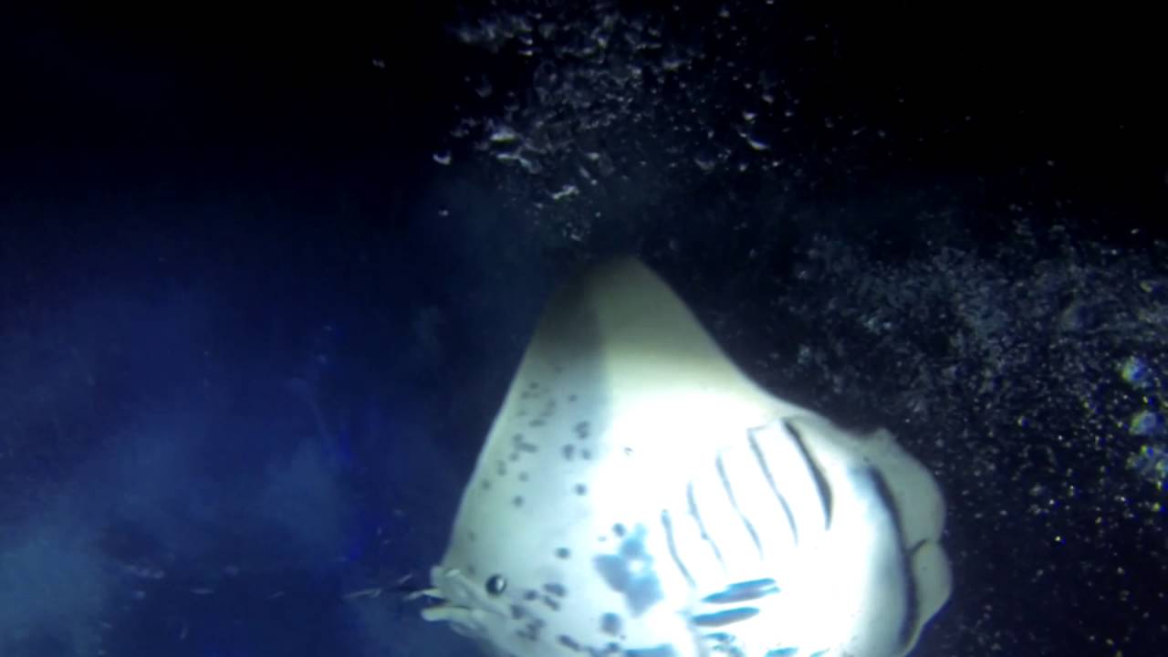 Corey scuba diving with Manta Rays in Kona, HI