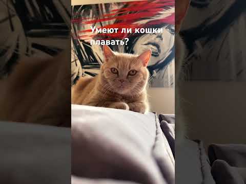 Умеют ли кошки плавать? #котикитоп #кот #радость #котики #котикинарокотики #catlover #shorts