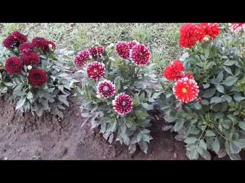 жоржини георгіни висадка підживлення догляд