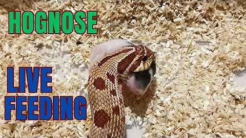 hissing venomous snake swallows rat alive. #livefeeding #snake #reptiles #hognose